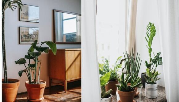 Las mejores ideas para decorar tu casa con plantas, según expertos