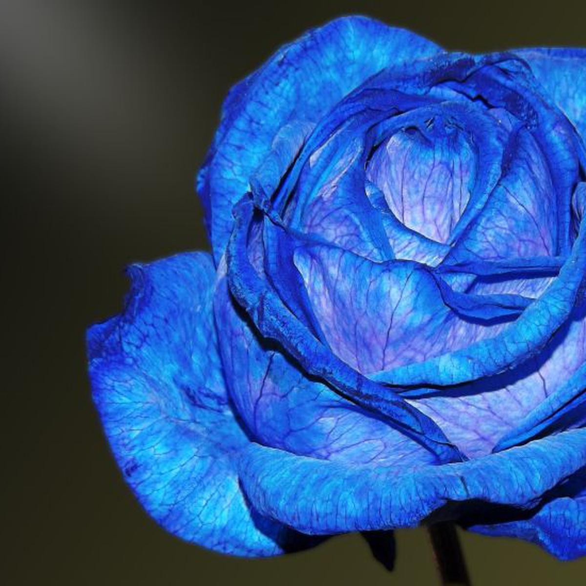 Crean rosas azules en China | HISTORIAS | MAG.