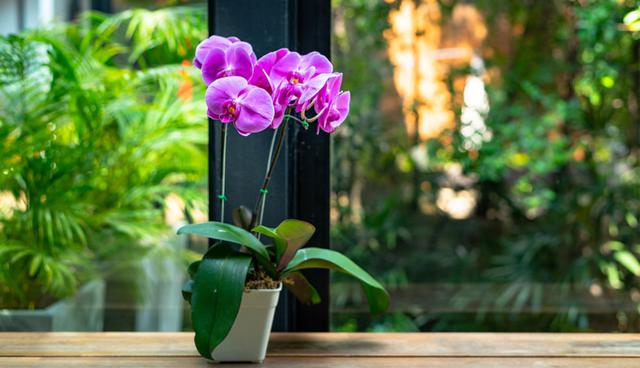 Las orquídeas son ideales para decorar cualquier espacio. Para resaltar su belleza, combínalas en vasijas de cerámica con diseños originales. (Foto: Shutterstock)