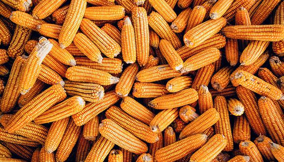 Elaborada con cebada y maíz, la bebida Golden busca revalorar la historia del valioso grano amarillo.