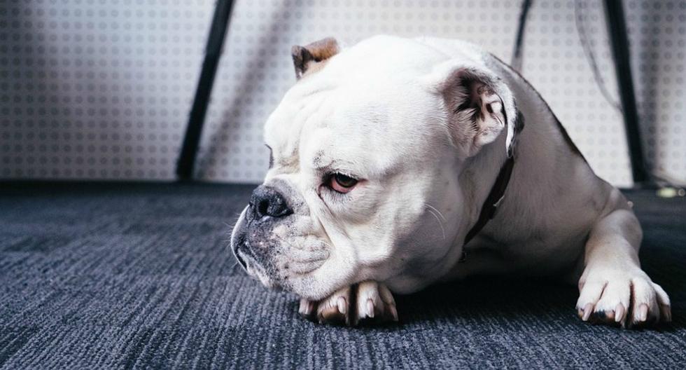 El tener una mascota en la oficina ha pasado a convertirse en algo normal en ciertas compañías. (Foto: Referencial/Pixabay)