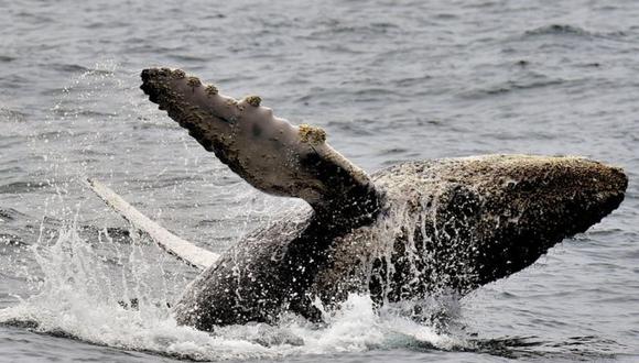 Desde fines del siglo XIX y la primera mitad del XX, estos cetáceos fueron el blanco predilecto de cazadores que llegaban a aguas australes. (Foto: Getty)