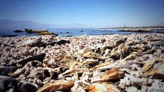 Salton Sea, el apocalíptico "mar muerto" de California