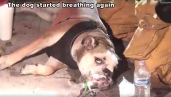 Facebook: bomberos salvan a perro atrapado en incendio de casa