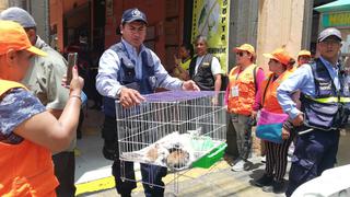 Rescatan a más de 100 animales que iban a ser vendidos en el Mercado Central | FOTOS