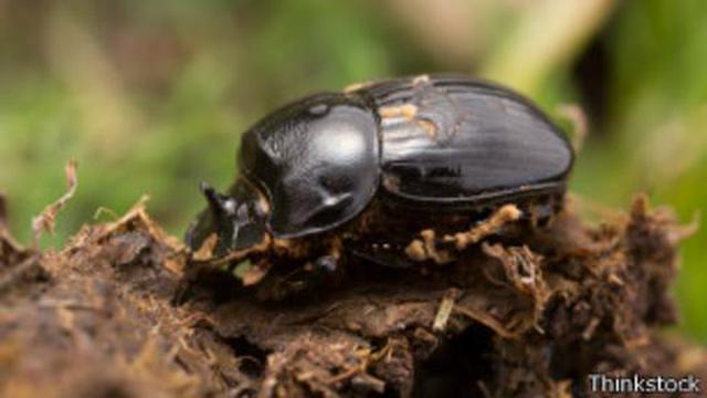 La semilla que se hace pasar por excremento para poder germinar - 3
