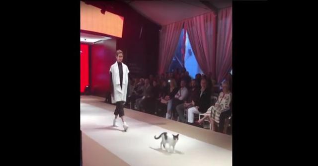 El Esmod International Fashion Show, un desfile de alta costura celebrado esta semana en la ciudad turca de Estambul, contó con la presencia de un felino.