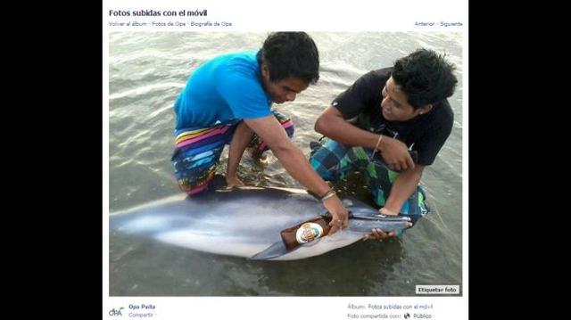 Jóvenes se toman foto dándole cerveza a delfín muerto - 1