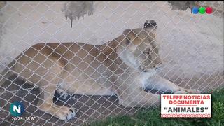 Argentina: exempleado de zoológico denuncia que sus jefes le obligaron a matar cachorros de tigres y leones