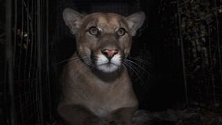 Un célebre puma muere atropellado en Los Ángeles al cruzar autopista