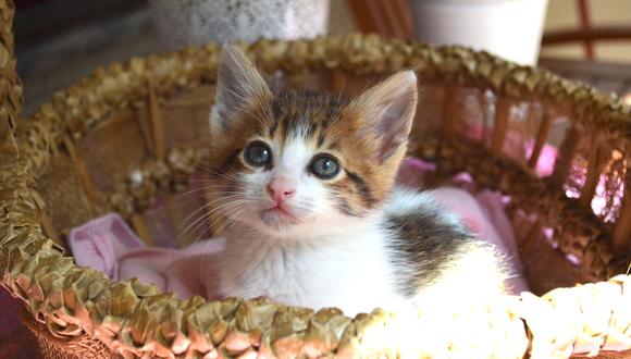 ¿Sabías que algunos gatitos podrían ser intolerantes a la lactosa?