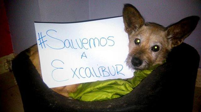 #SalvemosaExcalibur: la campaña multitudinaria que no sirvió - 1