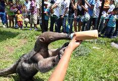 Zoológico de Huachipa atiende con normalidad pese a los huaicos