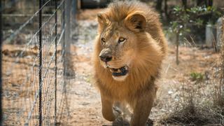 León mata a trabajadora de un zoológico en Estados Unidos