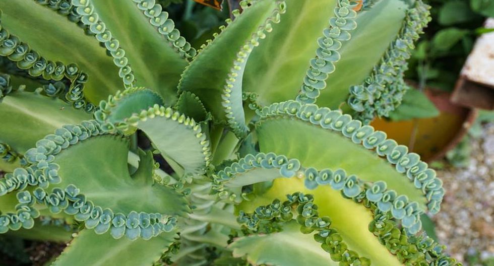 Sabes Que Es El Kalanchoe Conoce Sus Propiedades Y Donde