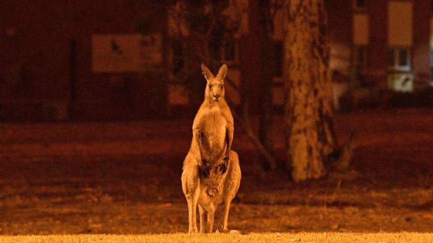 Los canguros tienen más posibilidad de escapar del fuego. (Foto: AFP, via BBC Mundo)