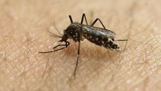 Una crema usada en cáncer de piel podría servir para prevenir el zika