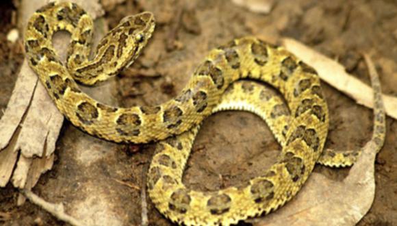 Descubren nueva especie de serpiente en Parque Nacional Bahuaja Sonene