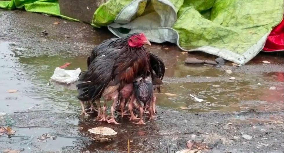 Esta gallina protegió a sus pollitos durante un fuerte chubasco en India. (YouTube)