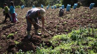 Midagri impulsará uso de fertilizantes orgánicos para campaña agrícola