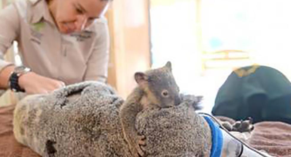 Un tierno koala conmueve a miles de usuarios. (Foto: Facebook)