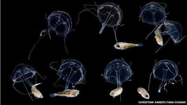 Las fascinantes y diminutas criaturas del océano - 2