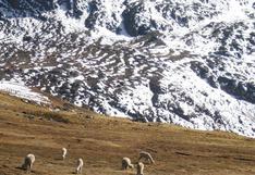 Arequipa: temperatura descenderá a -20 grados en las zonas altas 
