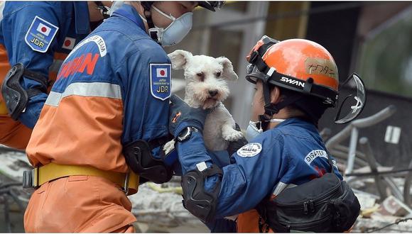 Lo que debes tener en la mochila de emergencia para tus mascotas en caso de desastres