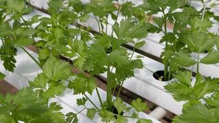 ¿No te gusta el cilantro? Existe una página en Facebook dedicada a odiarlo