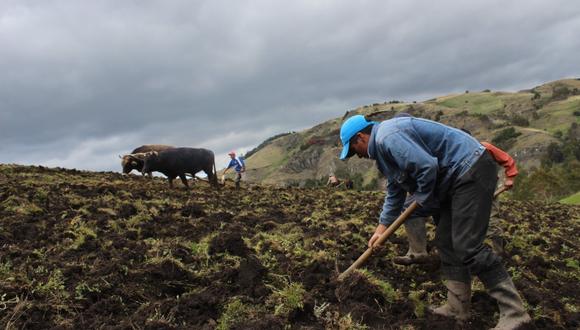 "La mayoría cultiva y tiene otra actividad, como emplearse para alguna agroexportadora o poseer una especialidad demandada" (Foto: Agro Rural).