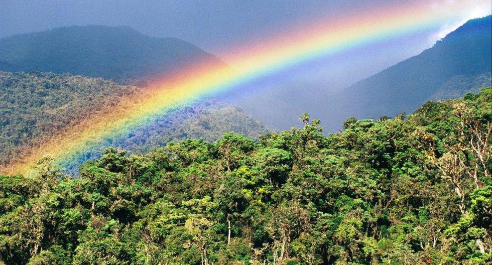 El Programa Nacional de Conservación de Bosques para la Mitigación del Cambio Climático del Minam elaboró un video educativo para tomar conciencia. (Foto: Andina)