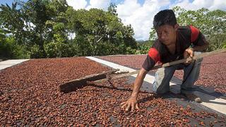 Marcas sectoriales de café y cacao se lanzarán este año