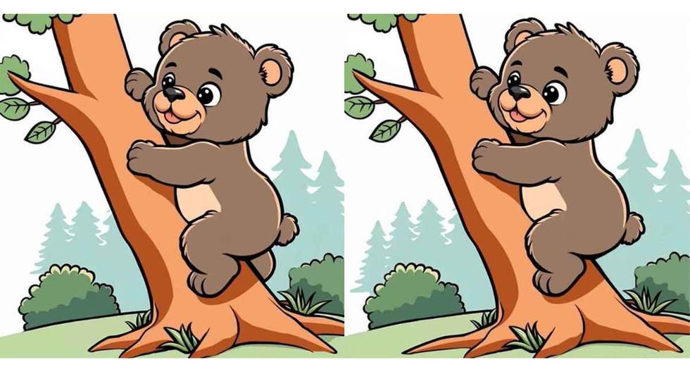 Visual Challenge |  Find 3 differences between koala pictures in 13 seconds |  Viral