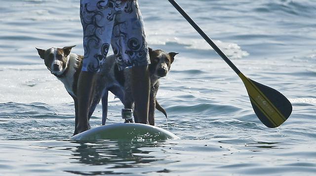Perros adoptados causan sensación sobre las olas [FOTOS] - 4