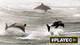 El turismo masivo pone en riesgo a los delfines en Asia [VIDEO]