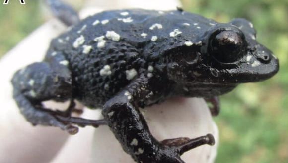 Nueva especie Pristimantis astralos. Foto: Imagen publicada en el estudio Una nueva especie de Pristimantis en peligro crítico en una área minera en la Cordillera Occidental del norte de Perú.