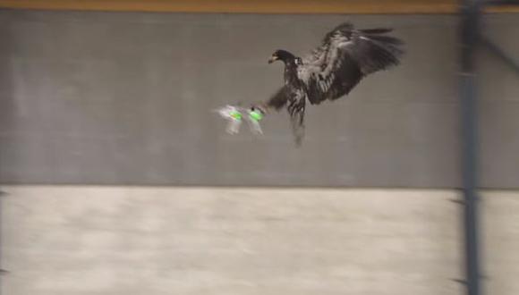 Holanda: Policía busca usar águilas para interceptar drones