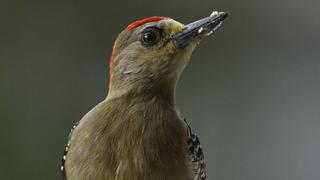 Estados Unidos afirma que el pájaro carpintero se extinguió junto a otras 22 especies