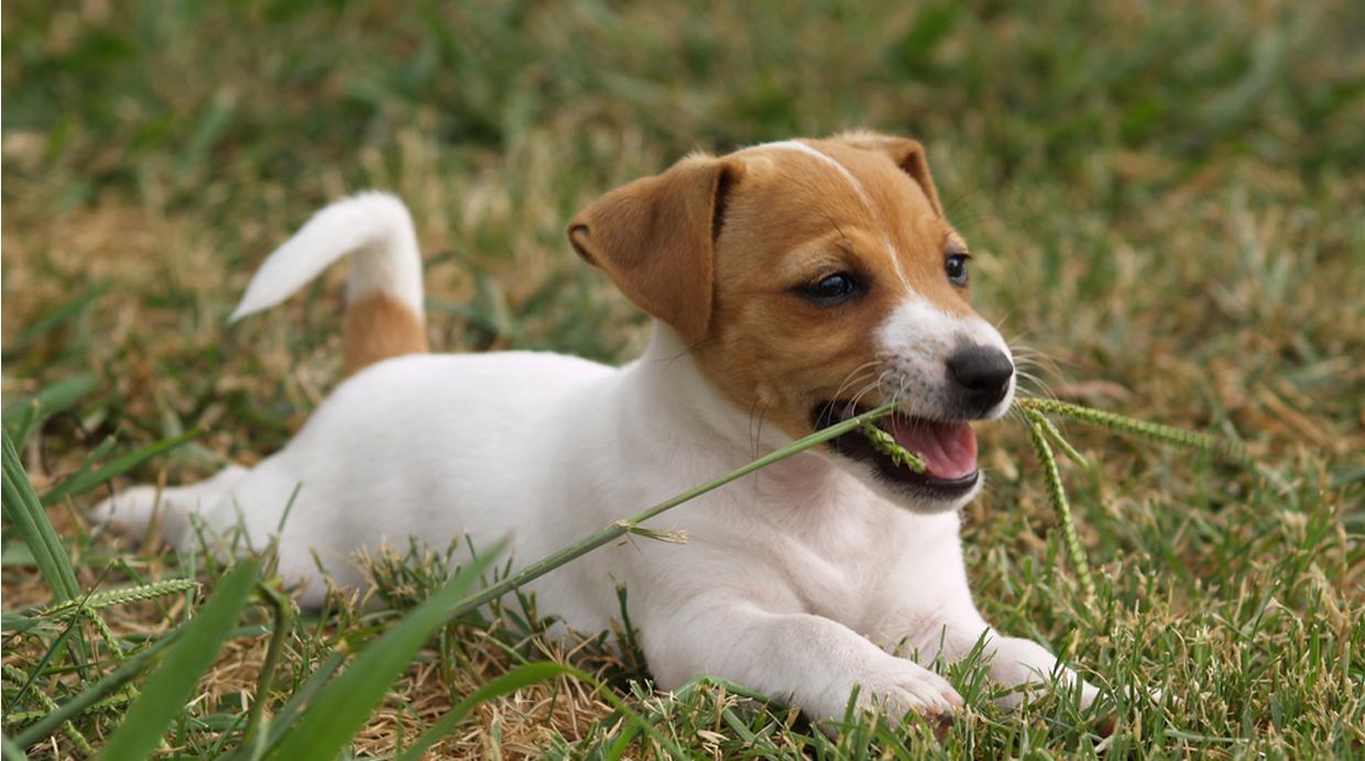 Descubre por qué tu perro suele comer pasto  - 2