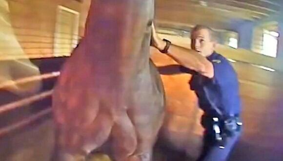 Un video viral muestra cómo dos policías en Estados Unidos arriesgaron su vida para salvar a un caballo del incendio de un granero. | Crédito: Police Activity / YouTube.