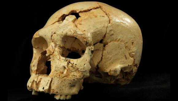 El rostro del Neandertal evolucionó antes que su cerebro