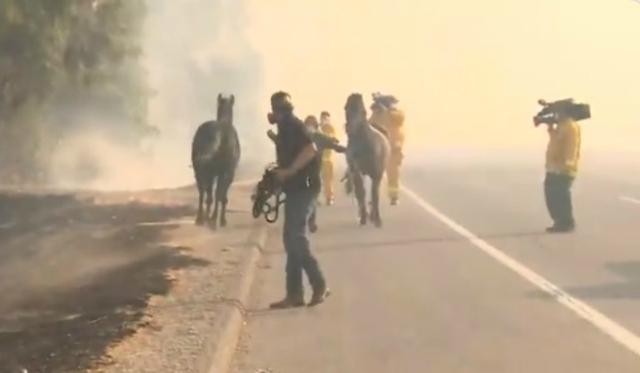 Se hizo viral en Facebook el momento en que un caballo decide regresar a un área incendiada para poner a salvo a sus crías que habían quedado rezagadas. (Foto: Captura)