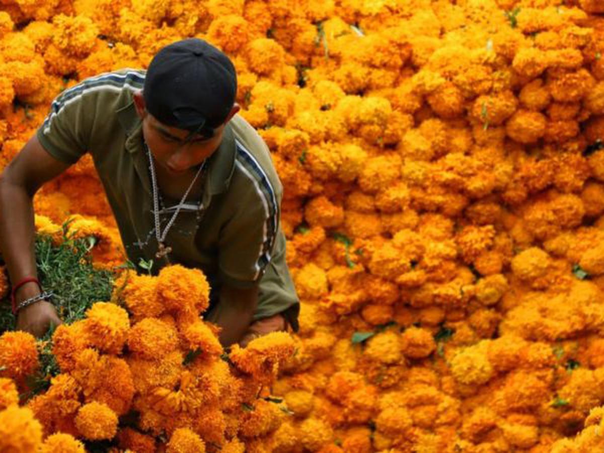 Cempasúchil, la flor del Día de Muertos: significado y para qué sirve |  Ofrendas | México | Día de los difuntos | Flor de 20 pétalos | RESPUESTAS |  EL COMERCIO PERÚ