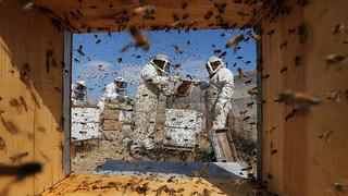 Detectan pesticidas en el 75% de la miel del mundo