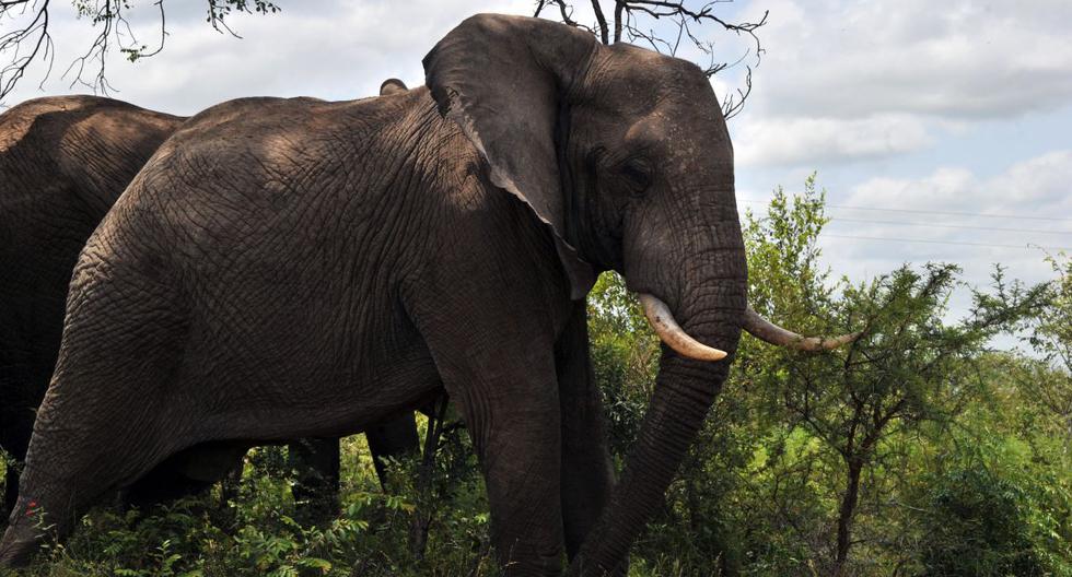 Alleged poacher trampled by elephants dies in South Africa