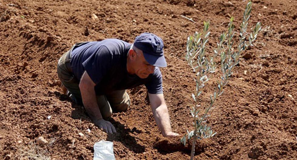 Especialistas descifran genoma completo del olivo de un ejemplar de más de 1.300 años de antigüedad de la variedad Farga para mejorar aceitunas y aceite. (Foto: Getty Images)