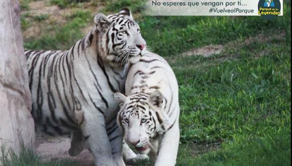 ‘Onur’ y ‘Keren’: los tigres blancos del Parque de Las Leyendas