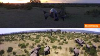 Drones y Google Earth ayudan a salvar a elefantes en peligro en Kenia