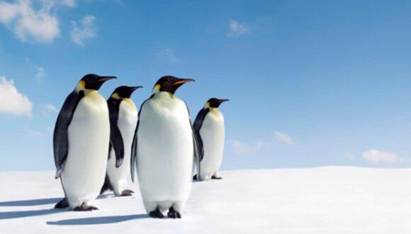 El postulante deberá contar a los pingüinos en la Antártida y cumplir otras labores durante el verano austral.| Foto: Pexels/Referencial