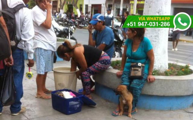 Chiclayo: continúa la venta de cachorros en la vía pública - 2